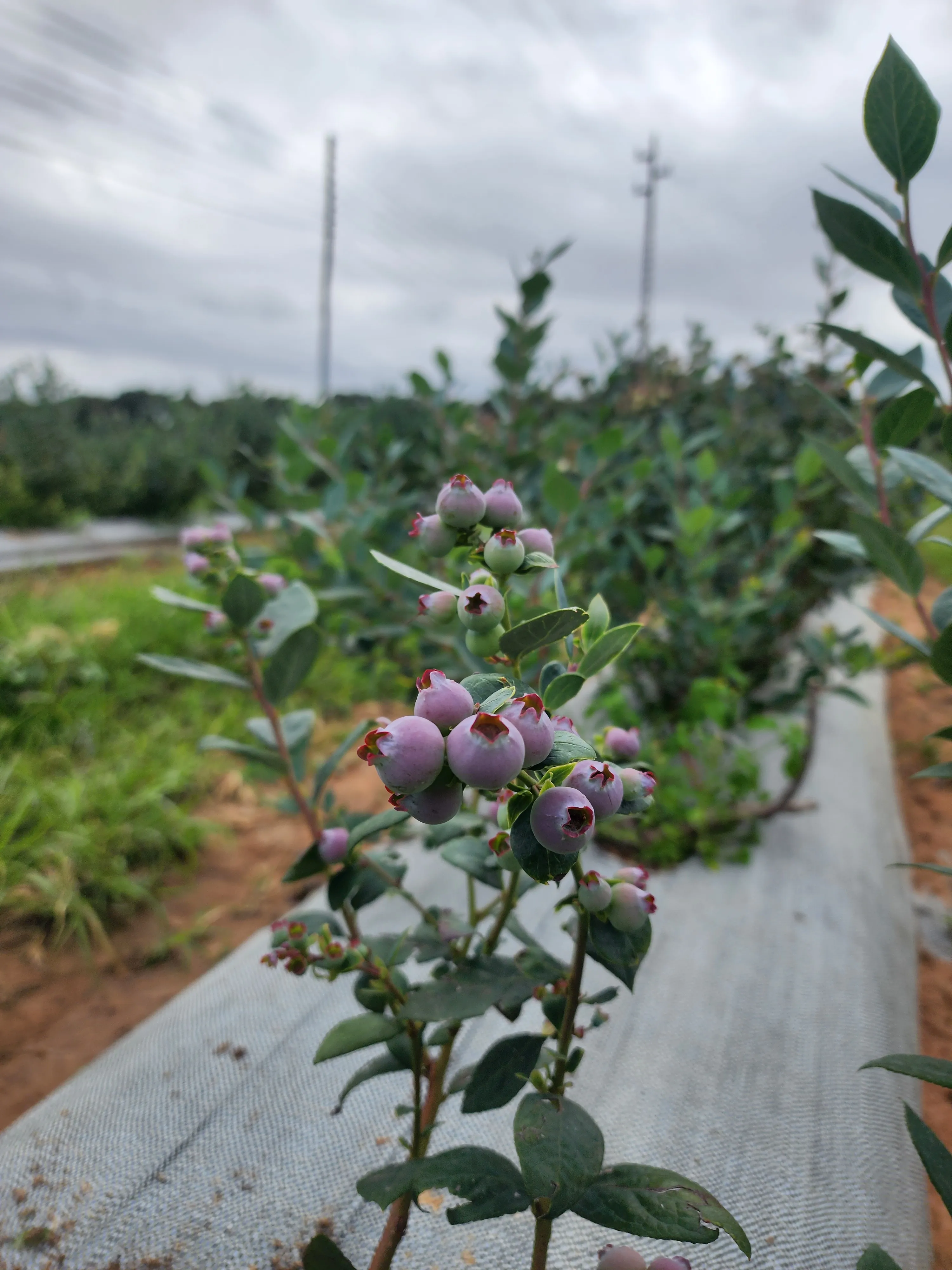 Blueberry plants laden with ripening fruit along a mulched row