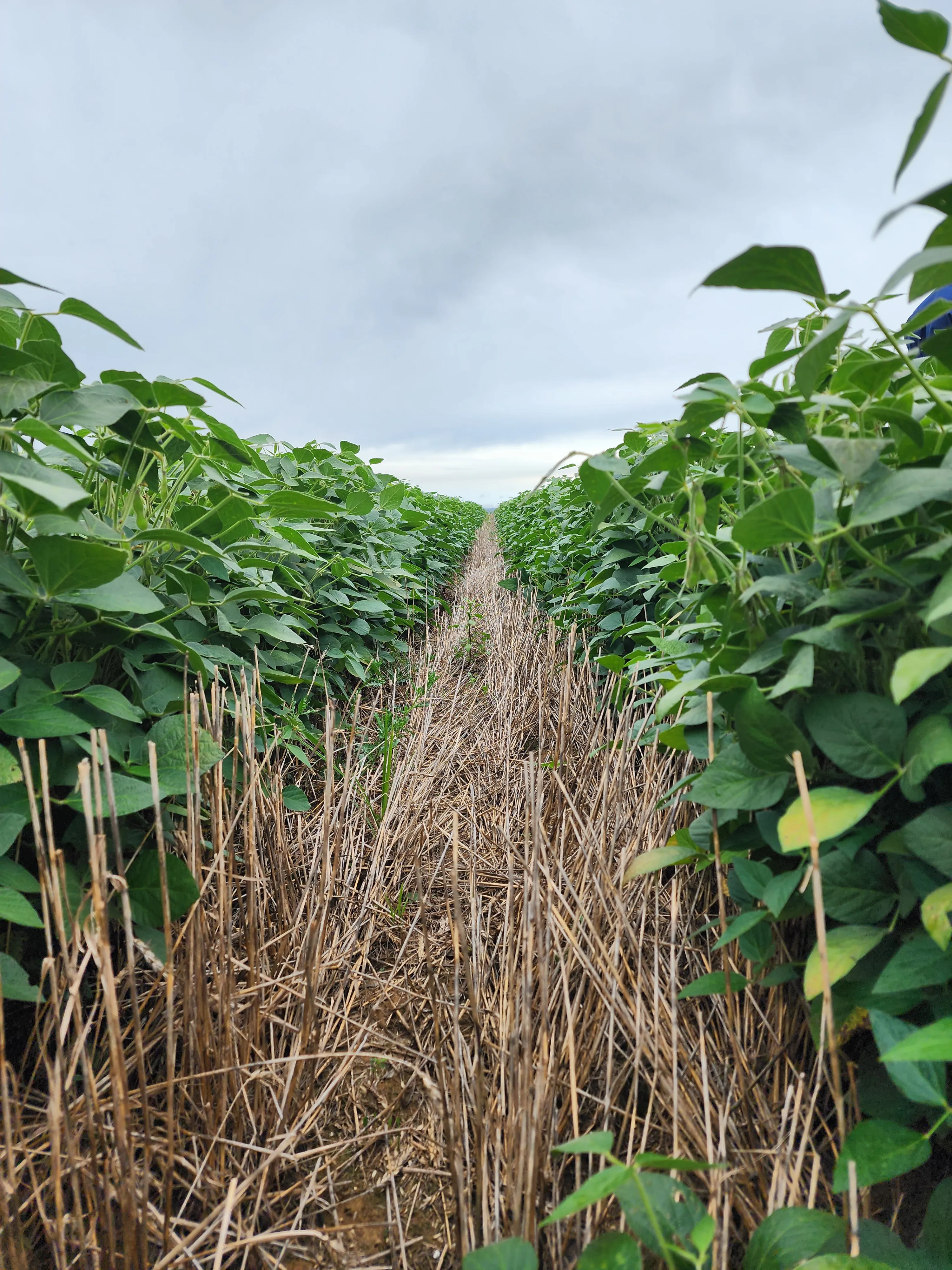 Looking down a row between lush green soybean plants with golden crop residue mulching the soil