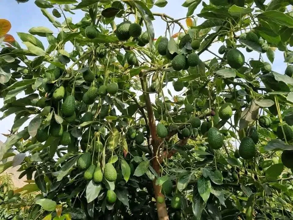 Avocado tree heavy with maturing green fruit against a clear sky