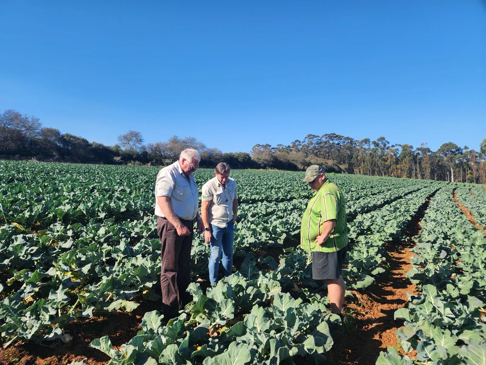 Three agronomists inspecting rows of healthy brassica plants in a field under a clear blue sky