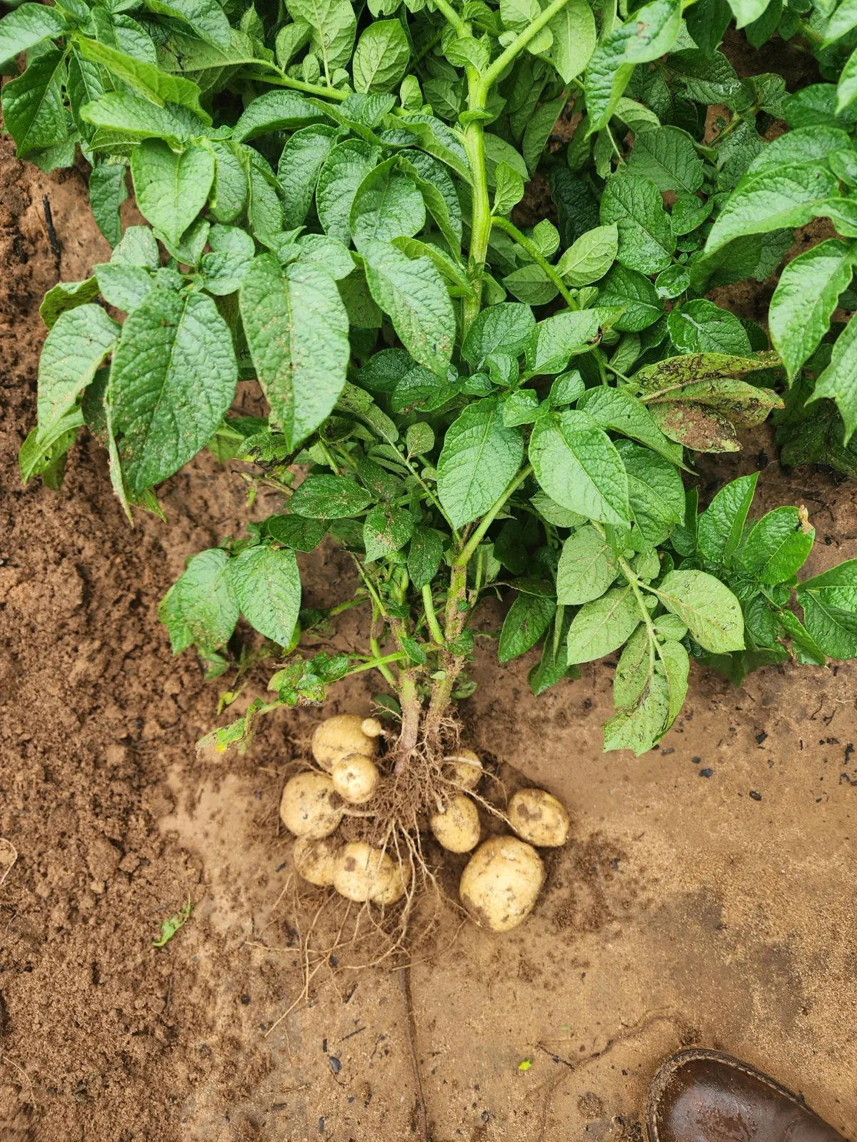 A lifted potato plant showing a cluster of clean tubers on its roots against freshly dug red-brown soil