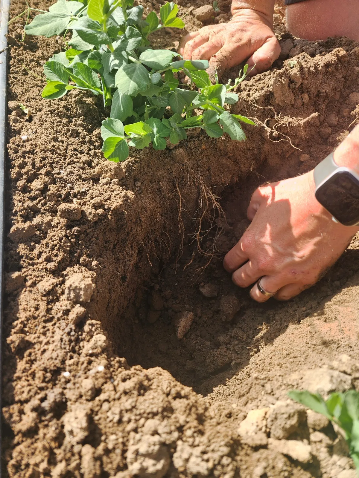 Hands examining a young pea plant's roots in a freshly dug hole of red-brown soil