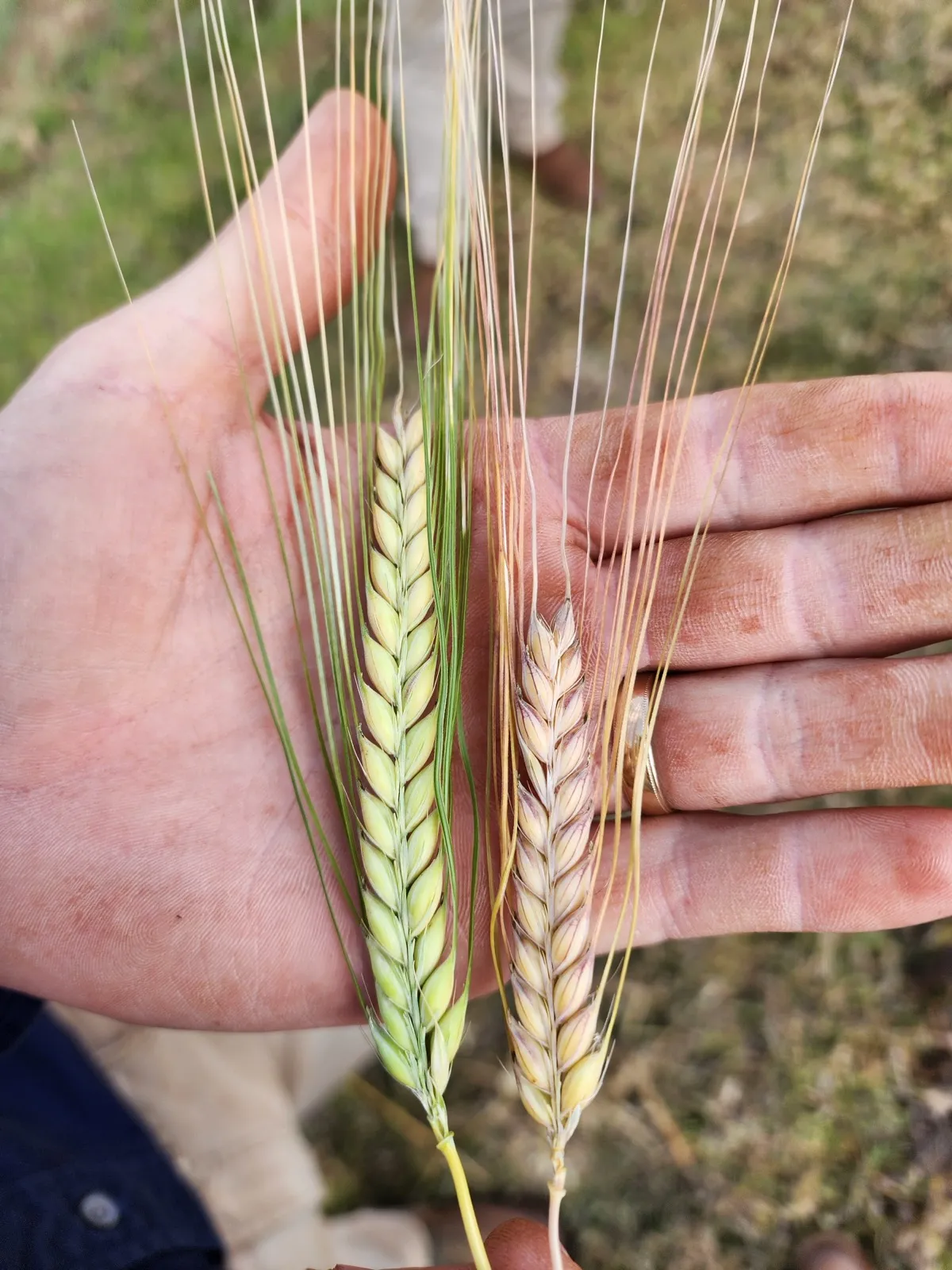 A hand holding two cereal grain heads side by side, one healthy and green, one paler and weaker
