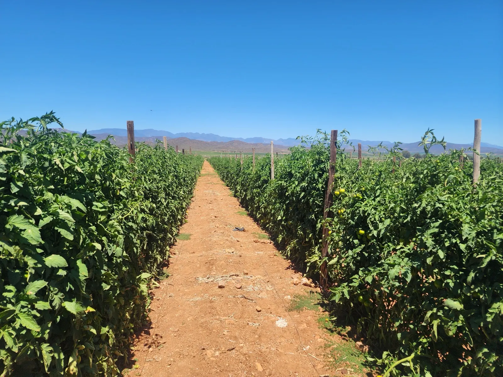 Rows of trellised tomato plants with ripening fruit and a red-soil path, mountains in the background