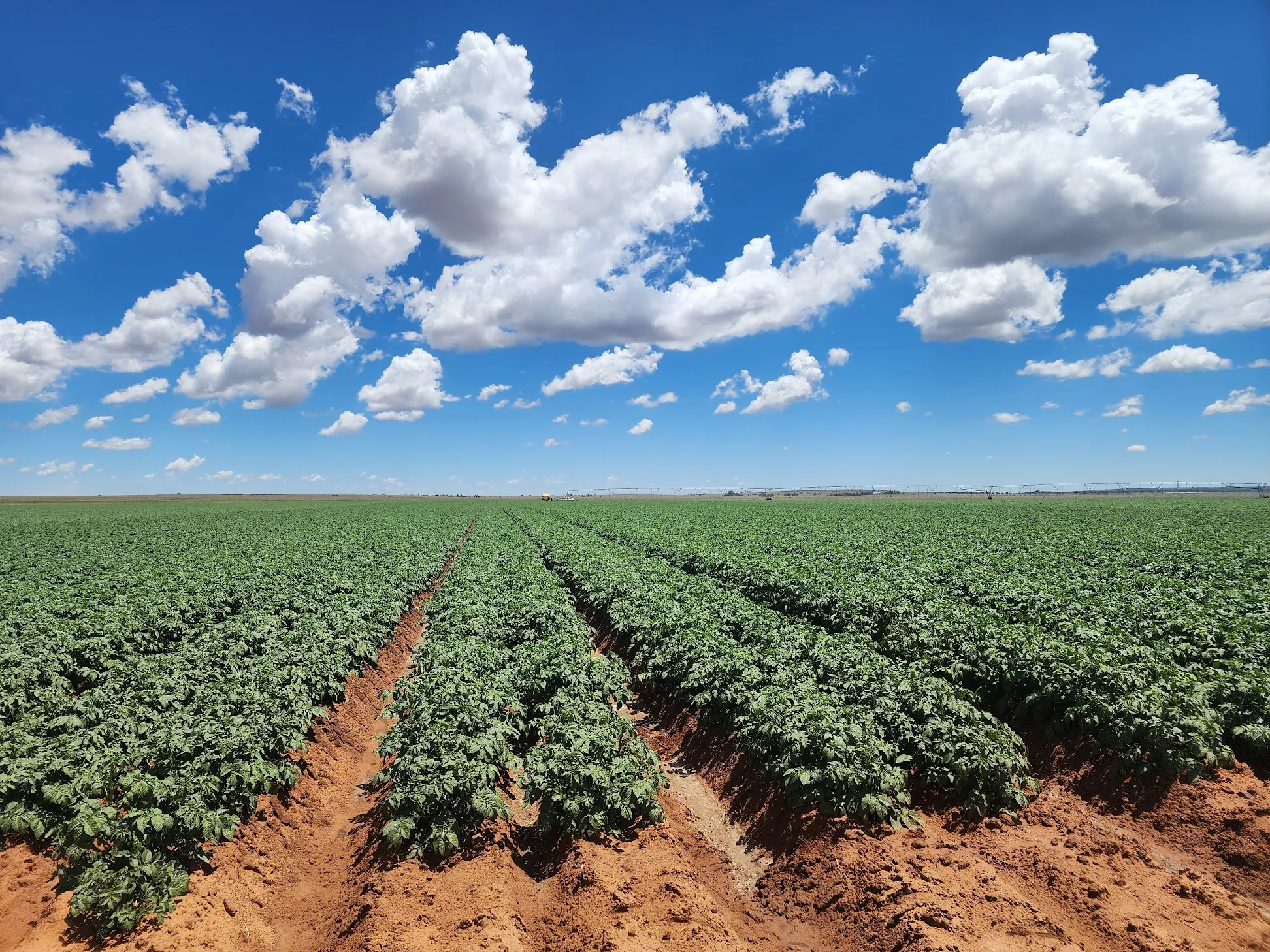 Healthy irrigated potato field under a blue sky