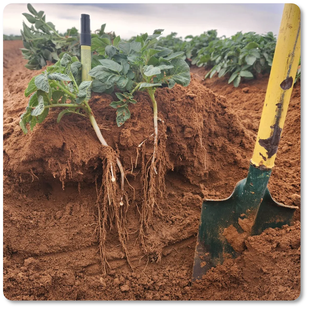 Potato plants in a soil profile showing deep penetrating roots beside a spade