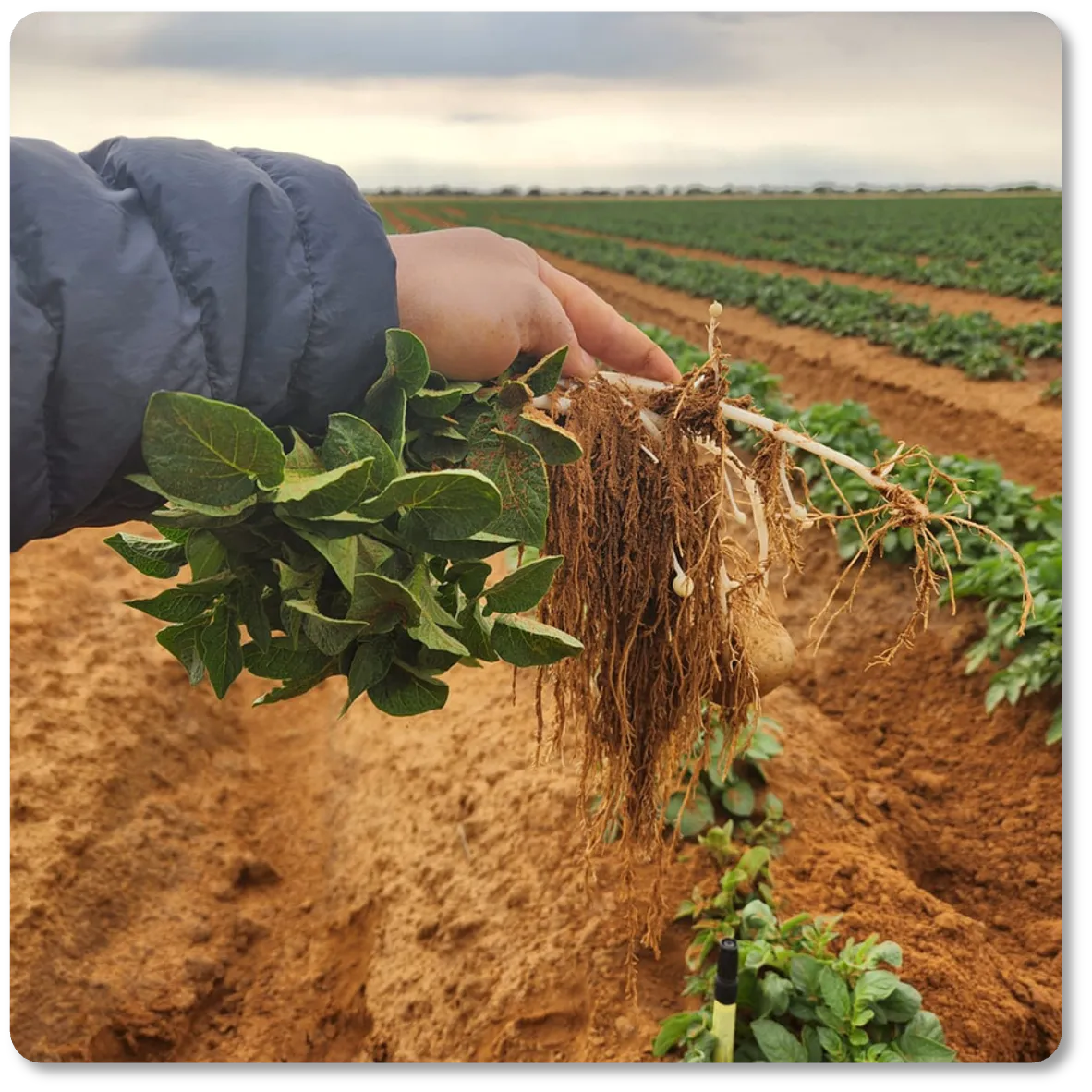 A hand holding a freshly lifted potato plant with dense fibrous roots above rows of a potato field