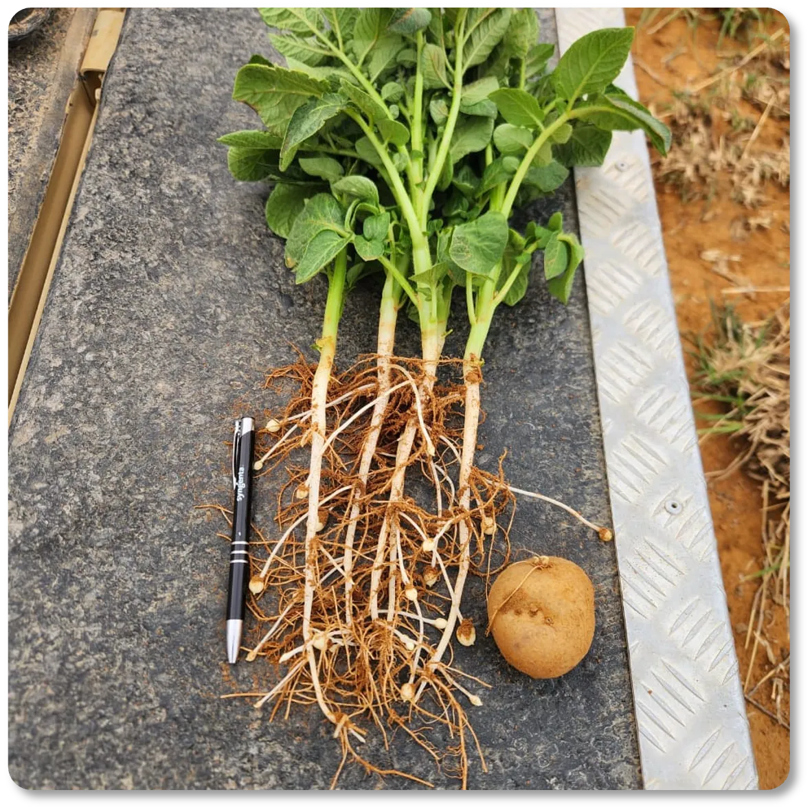 Potato plants with roots and a tuber laid out for inspection, showing tuber initiation and set