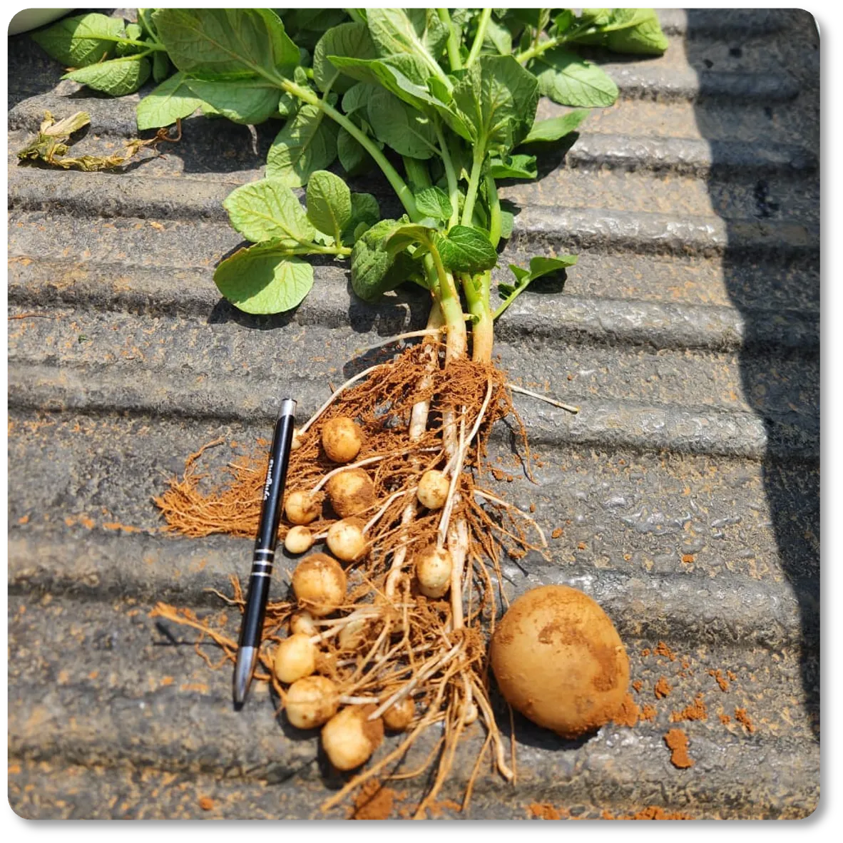 A lifted potato plant laid out with its evenly sized tubers along the roots, next to a pen for scale