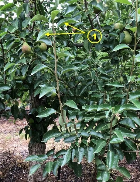 Pear tree with marker 1 pointing to the fruiting shoots at the top of the plant