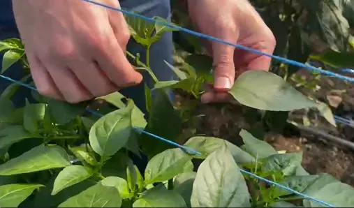 Hands removing the petiole from a young pepper leaf in the field