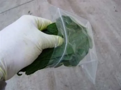 Gloved hand stacking leaves neatly into a zip-lock sample bag