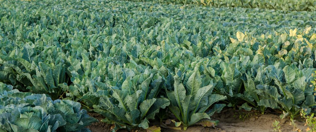 hidden below the brassica